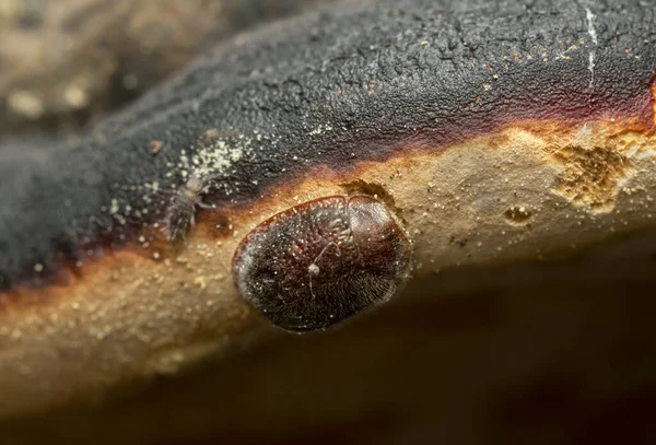 Thymalus Limbatus Alimentándose Poliporo Una Cola Resorte Puede Ver Foto — Foto de Stock