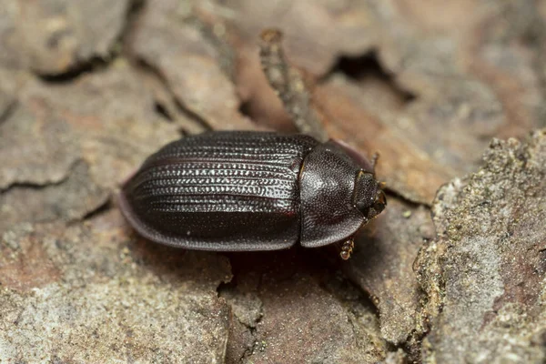 樹皮に樹皮片状の甲虫 オストマ フェルグリニア — ストック写真