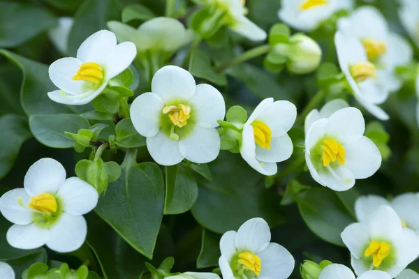 Blühendes Persisches Veilchen Exacum Affin — Stockfoto