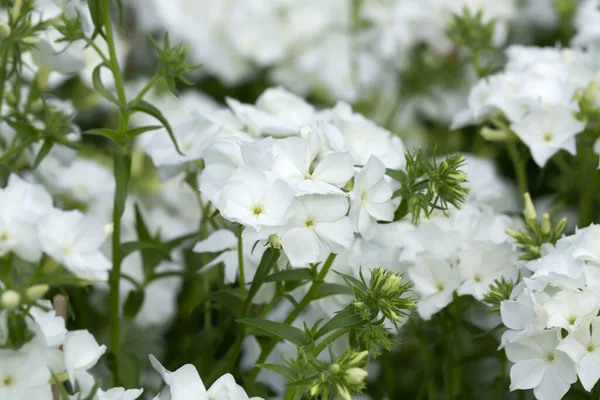 Geleneksel fenomen, Phlox davul mondii