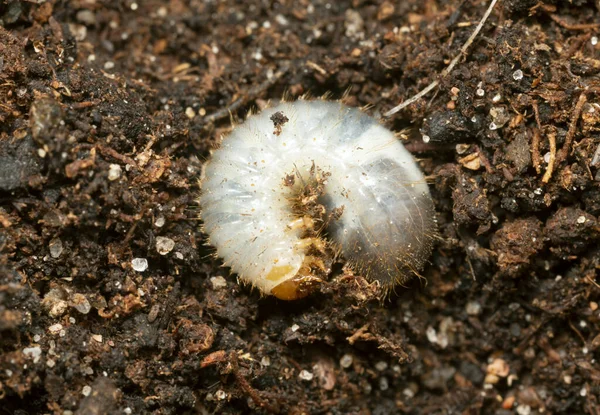 Beetle Larva Soil — Stock Photo, Image