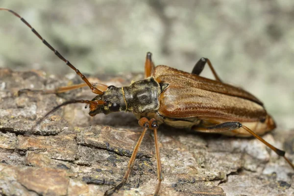 Macro Foto Una Femmina Longhorn Variabile Stenocorus Meridianus Legno — Foto Stock