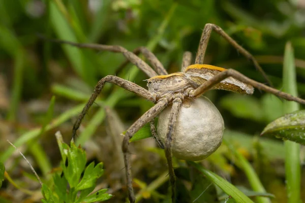 Aranha Teia Viveiro Fêmea Pisaura Mirabilis Entre Grama Carregando Eggsac — Fotografia de Stock