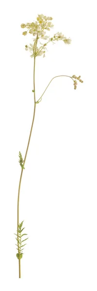 Dropwort Filipendula Vulgaris Geïsoleerd Witte Achtergrond — Stockfoto