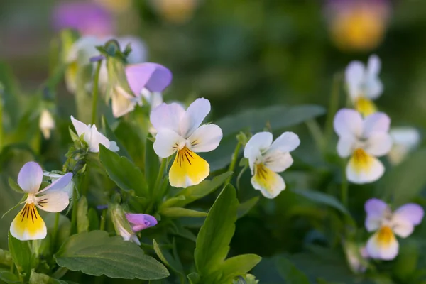 Floração Coração Viola Tricolor Flores — Fotografia de Stock