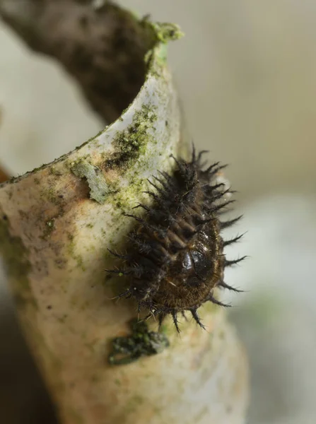 Ledvinka Chilocorus Renipustulatus Pupa Březové Kůře — Stock fotografie