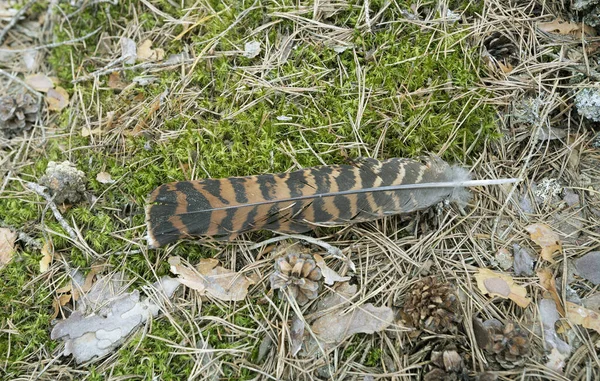 Houthoenders Tetrao Urogallus Veren Natuurlijke Omgeving — Stockfoto