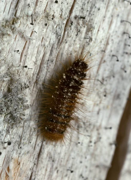 Escarabajo Piel Larva Dermestidae Sobre Madera Abeto —  Fotos de Stock