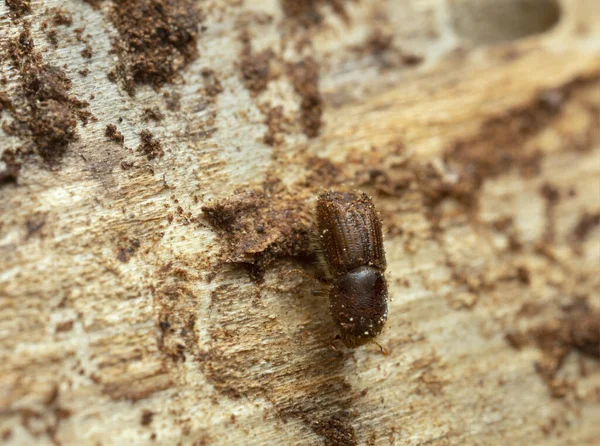 European Spruce Bark Beetle Ips Typographus Fir Wood — Stock Photo, Image