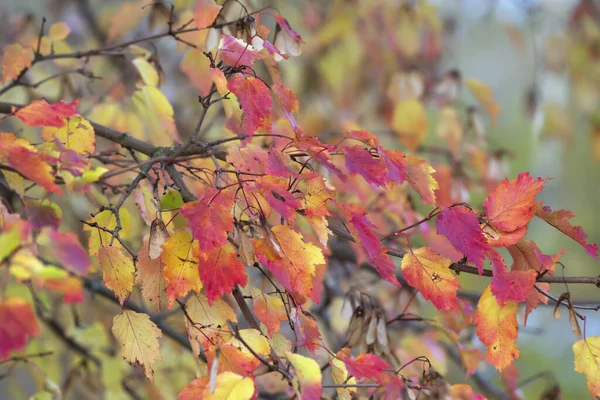 Maple Tree Foliage Autumn Colors — Stock Photo, Image