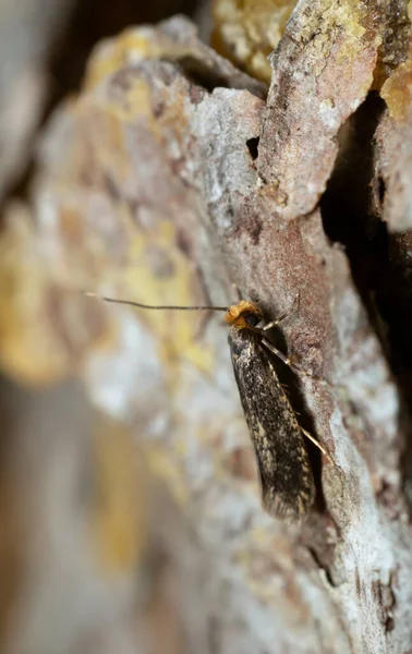 高倍率で撮影されたモミの木のニディティネイアTrunccolella — ストック写真