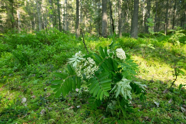 Çiçek Açan Rowan Sorbus Aucuparia Dalları Günışığıyla Aydınlanan Kozalaklı Ormanlardaki — Stok fotoğraf