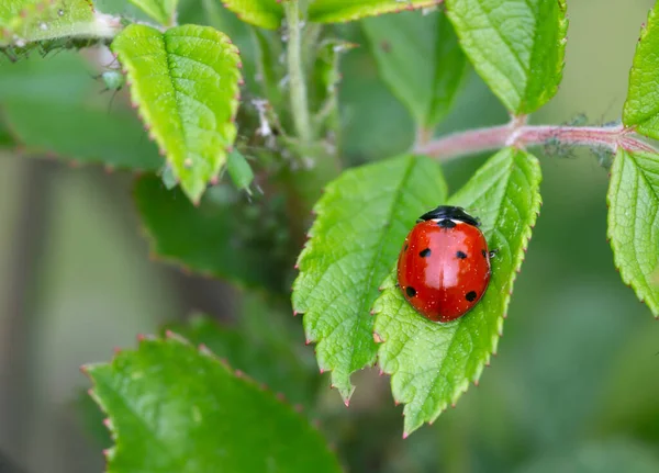 Семь Пятнистых Божьей Коровки Coccinella Septempunctata Розовом Растении Тлей — стоковое фото