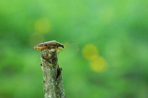 Női Változtatható Hosszúszarv Stenocorus Meridianus Fán — Stock Fotó