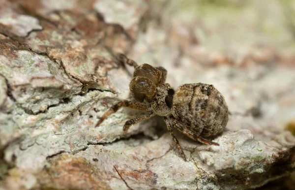 Aranha Triangular Hyptiotes Paradoxus Madeira Tília Fotografada Com Alta Ampliação — Fotografia de Stock