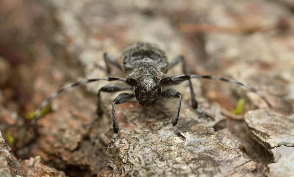 Oplosia Cinerea Lindträ — Stockfoto