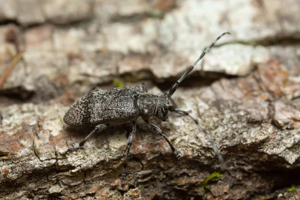 Ihlamur Ağacında Oplosia Cinerea — Stok fotoğraf