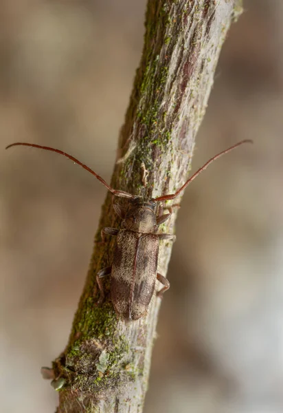 Exocentrus LuitanusオンLinden Twig写真とともに高い倍率 — ストック写真