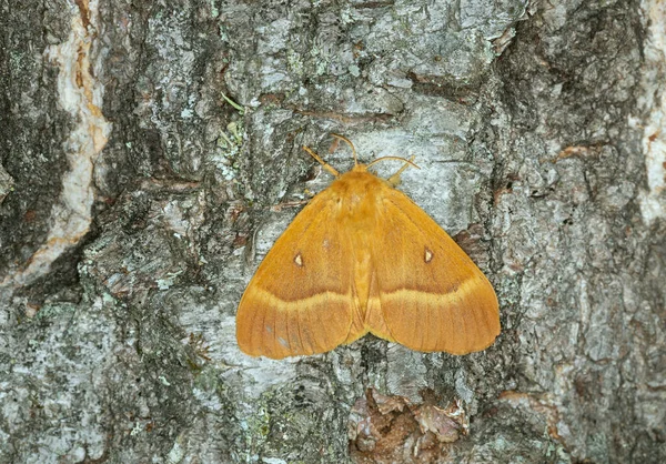 白桦树树皮上的雌性橡木石榴 — 图库照片