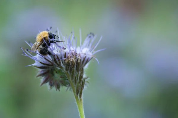 Carder Bee Comum Bombus Pascuorum Tansy Azul Phacelia Tanacetifolia Fotografado — Fotografia de Stock