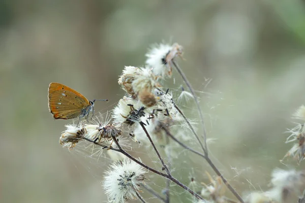 希少銅Lycaena Virgaureaeは吹き粉植物に休んでいます — ストック写真