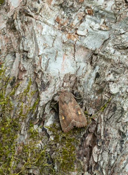 Яркий Карие Глаза Lacanobia Oleracea Коре Моль Вредителем Помидорах Личинки — стоковое фото