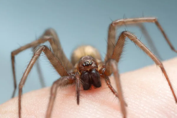 Χωνί Υφαντή Tegenaria Domestica Αράχνη Στο Ανθρώπινο Δέρμα Αυτή Αράχνη — Φωτογραφία Αρχείου