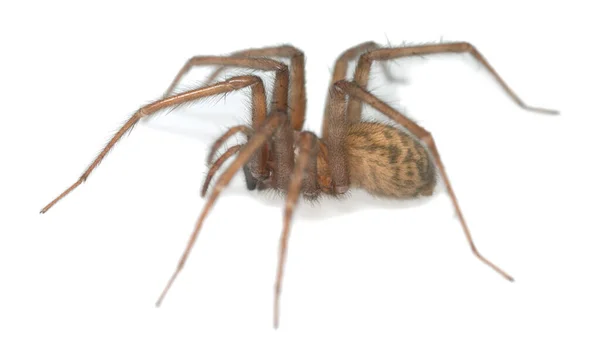 Tecelão Funil Celeiro Tegenaria Domestica Aranha Isolada Fundo Branco Esta — Fotografia de Stock