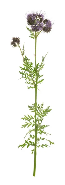 Blauwe Tansy Phacelia Tanacetifolia Geïsoleerd Witte Achtergrond Deze Plant Trekt — Stockfoto
