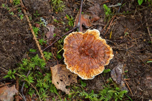 Narancs Gerinc Hydnellum Aurantiacum Növekvő Természetes Környezetben — Stock Fotó
