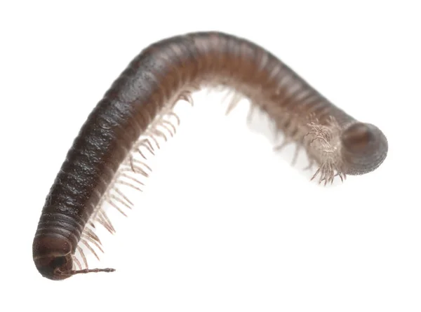 Millipede Geïsoleerd Witte Achtergrond — Stockfoto