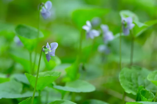 Violetas Floridas Profundidade Campo Rasa — Fotografia de Stock