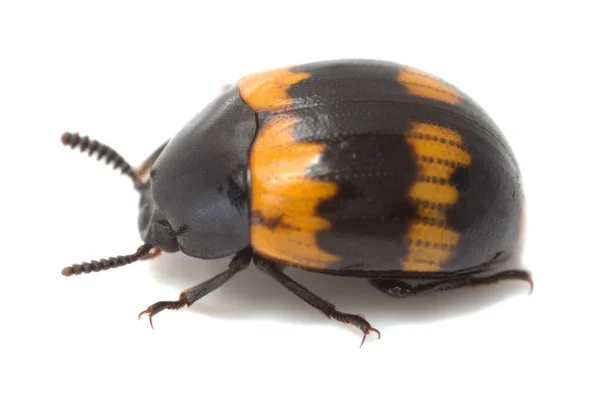 Escarabajo Oscuro Diaperis Boleti Aislado Sobre Fondo Blanco — Foto de Stock