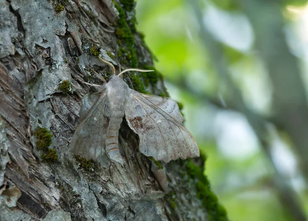 Polilla Halcón Álamo Laothoe Populi Tronco Árbol — Foto de Stock