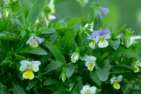 Blooming Heartsease Viola Tricolor Plants Dew Photographed Early Morning — Stock Photo, Image