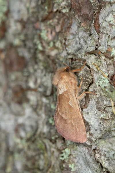 Laranja Rápida Triodia Sylvina Descansando Madeira — Fotografia de Stock