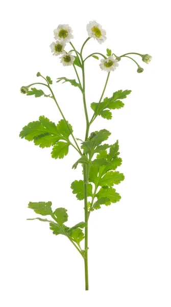 Närbild Blommande Febrig Tanacetum Parthenium Isolerad Vit Bakgrund — Stockfoto