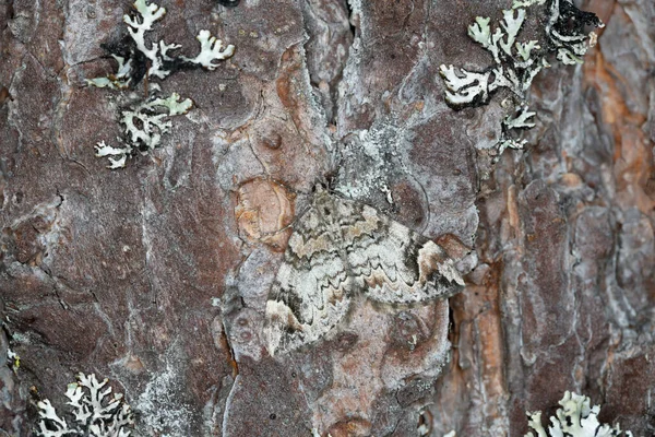 Dark Marbled Carpet Dysstroma Citrata Resting Pine Bark — Stock Photo, Image