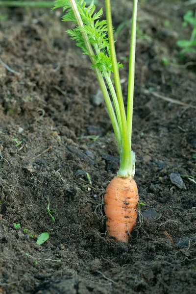 Färsk Hemodlad Morot Från Marken — Stockfoto