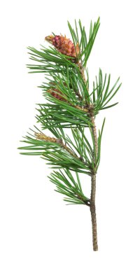 Çiçek açan çam beyaz arkaplanda izole