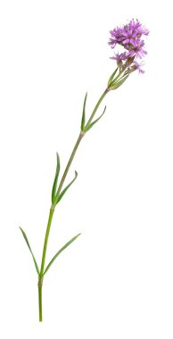 Kırmızı alp sineği, beyaz arka planda soyutlanmış Silene suecica