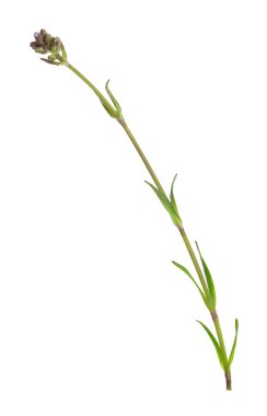 Kırmızı Alp sineği, Silene suecica henüz çiçek açmadı beyaz arka planda izole.