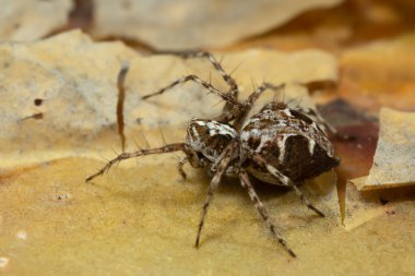 Haşhaş örümceği, Çam kabuğundaki Oxyopes ramosus