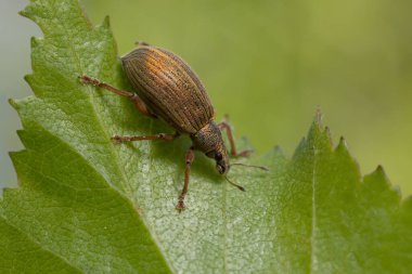 Buğday biti, huş yaprağında Polydrusus mollis