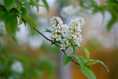 Kuş vişneli, erik dallı.