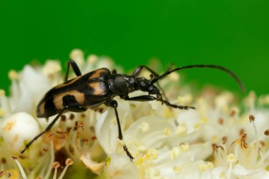Evodinus Borealis Rowan çiçekleriyle besleniyor