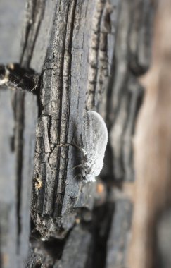 Yanmış çam ağacının tozunu alırken yüksek büyüteçle fotoğraflanmış.