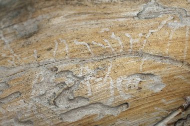 Tahtada böcek hasarı var.