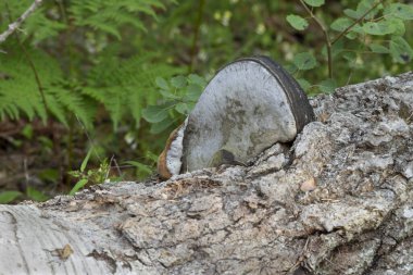 Aspen ağacında polypore Phellinus populicola