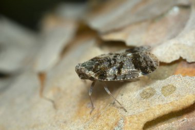 Bitki yetiştirici, çam ağacının üzerinde Cixius, makro fotoğraf.